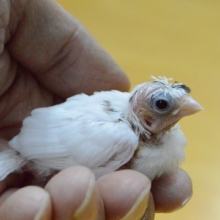 おかっぱＷＷ　梵天十姉妹　ヒナ