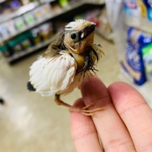 ちっちゃくてかわいい！十姉妹