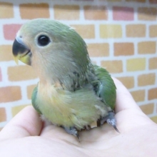 手乗りコザクラインコ　ノーマル　１０月１４日