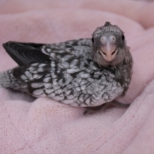 レアカラー！オカメインコ　ホワイトフェイスシナモンパール 2019.10/22入舎