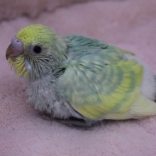 セキセイインコ・レアカラー