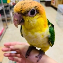 またまたシロハラインコが来ましたよ！
