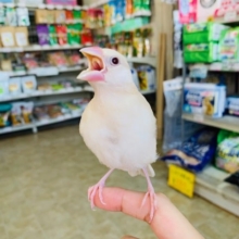 きれいな羽が生えました！シナモン文鳥さん