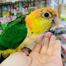 シロハラインコ