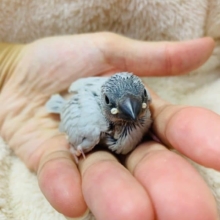 きれいな色のシルバー文鳥が入舎！