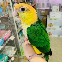 まつど店で大人気！ベタなれシロハラインコが入舎しました！