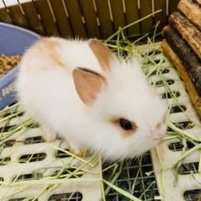 とてもなつっこいライオンラビットさん♪