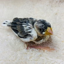 白文鳥のヒナが入舎しましたよ♪