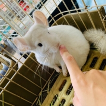 真っ白美人のチンチラさん
