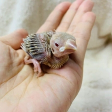 大人気のシナモン文鳥がきましたよ！