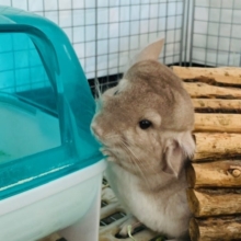 すみっこ大好き！シナモンチンチラさん