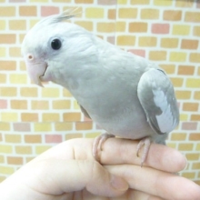 手乗りオカメインコ　ホワイトフェイスシナモン　１月２８日