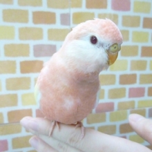 アキクサインコ　ルビノー　１１月８日