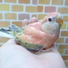アキクサインコ・ローズファロー