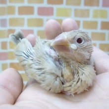 手乗りシナモン文鳥　ヒナ　１１月３日