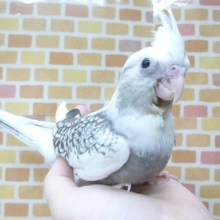 オカメインコ　ホワイトフェイスパール　２０１９年１１月１６日撮影