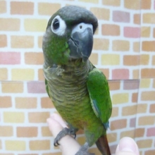 ウロコインコ　ノーマル　　２月１日撮影