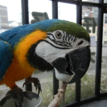コンゴウインコの仲間｜ルリコンゴウインコ