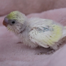 セキセイインコ・レアカラー