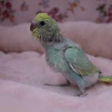エメラルドグリーン！セキセイインコ　キレイなレインボーカラー　2019.11/26入舎