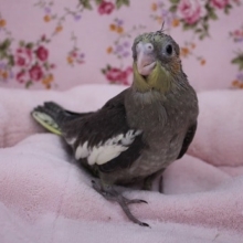 ノーマルもいます！　オカメインコ　2019.11/18入舎