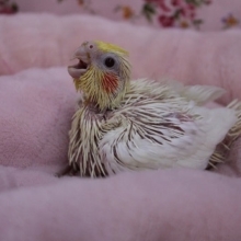 人気街道爆進中?!　オカメインコ　ルチノー　2019.11/20入舎