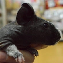 スキニーギニアビッグ　男の子　１０月１０日生まれ！！