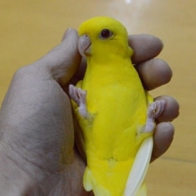最新画像！　ニギコロ少しできます。レアカラー♥　サザナミインコ　ルチノー　一人餌です。