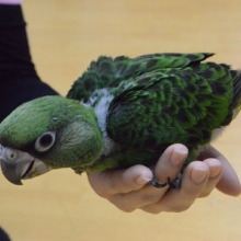 ズアカハネナガ