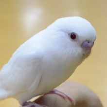 セキセイインコ・アルビノ