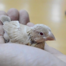 シナモン文鳥　ヒナ