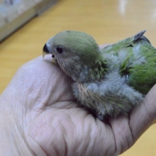 人気カラーの　コザクラインコ　ノーマル　ヒナ