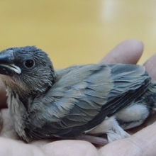 大人気！　桜文鳥　ヒナ