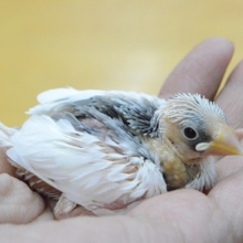 白文鳥　ヒナ　人気カラー