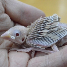 シナモン文鳥　ヒナ　2019年11月21日