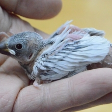 シルバー文鳥ヒナ　綺麗！！