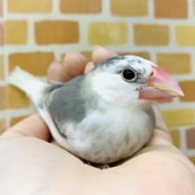白文鳥　２０１９年１１月２３日撮影