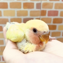 手乗りコザクラインコ　ゴールデンチェリー　11月26日撮影