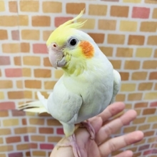 手乗りオカメインコ　ルチノー　1月１６日撮影
