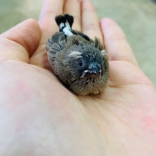 大人になると色鮮やかになる！キンカチョウさん☆