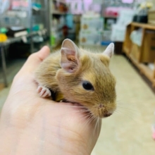 ベタなれのデグーがきました♪