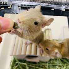 ベタなれデグーサンドちゃん♪