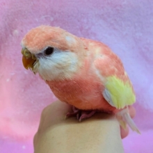 アキクサインコ　ルビノーが入舎です！