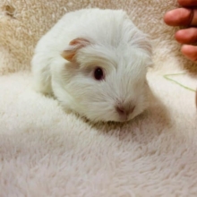 片手に乗っちゃう中毛モルモットさん入舎です☆