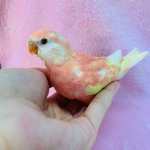 アキクサインコ ・ ルビノー