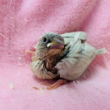 羽根が美しいシルバー文鳥さんがきましたよ！