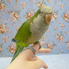 手乗りオキナインコ　ノーマル　３月２８日撮影