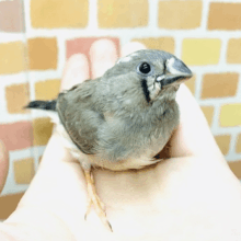 手乗りキンカチョウ　１２月２８日