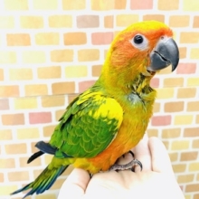 コガネメキシコインコ