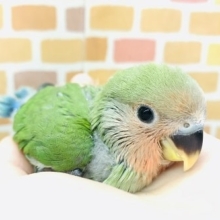 手乗りコザクラインコ　ノーマル　１２月１５日撮影